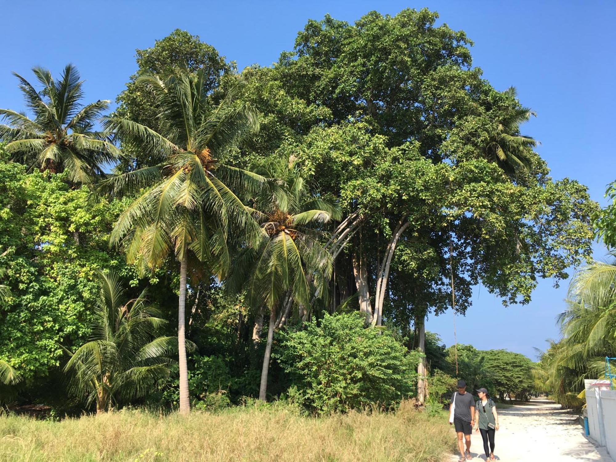 Hotel Island Host Velidhoo Exterior foto